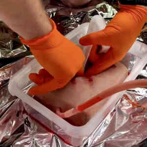 Blodöverföringsexperiment med apelsinhandskar och plasthink.